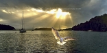 Seagull At Sunrise With Crepuscular Rays.