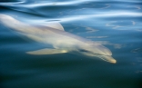 Dolphin - Port Adelaide