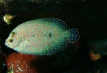 Peacock Flounder