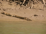 One Of The Locals Watching Us Leave Cairns