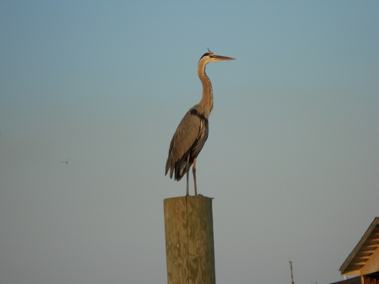 Life On The Dock