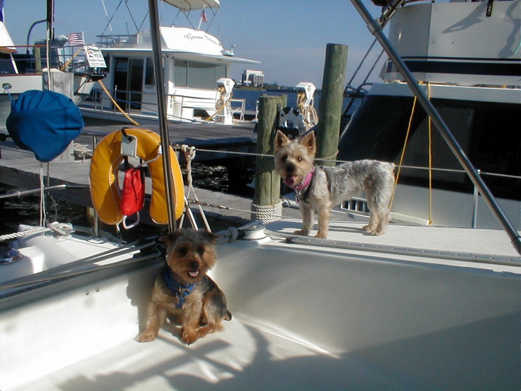 guard dogs on board