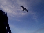 Seagull