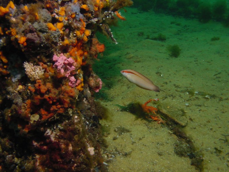 Busselton Jetty