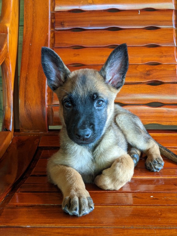 Malinois