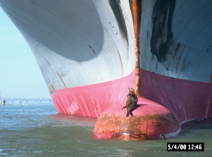 Seals on the bow in the Bay