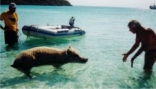 Pig Beach @ Big Major's Spot (Staniel Cay)