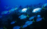 Amberjacks