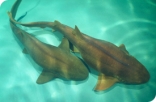 Nurse Sharks