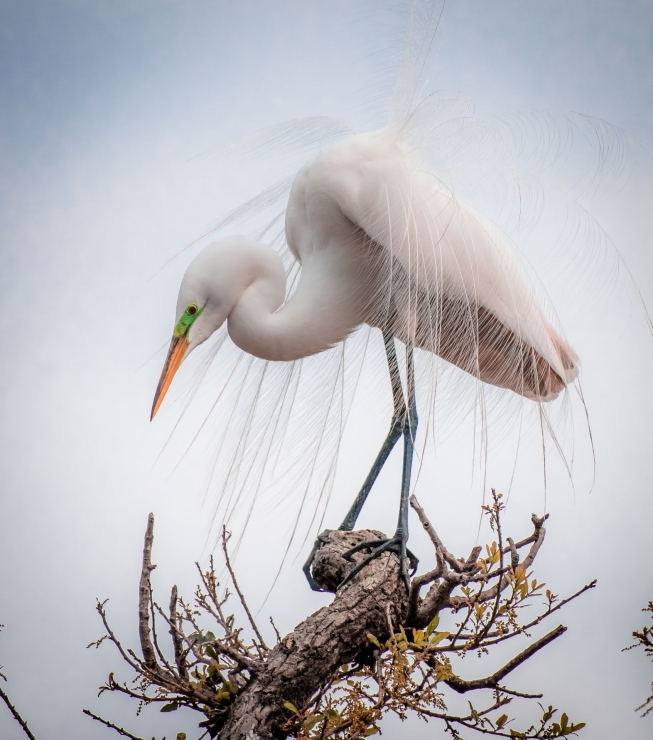 Great Egret In Courtship Plumage