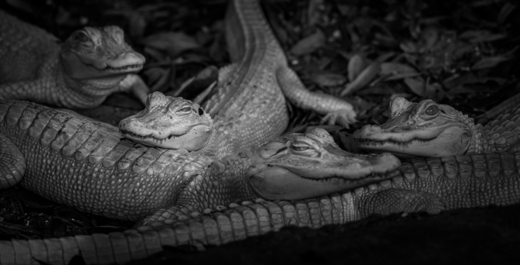 Albino Alligators