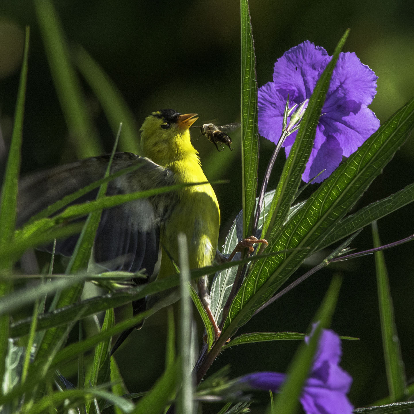 Bee Vs Goldfinch