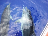 Dolphins At Our Bow