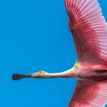 Roseate Spoonbill Flyover