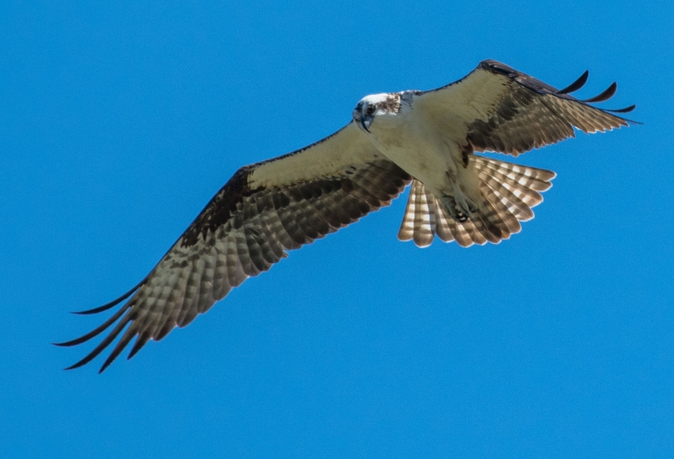 Snail Kite, Female