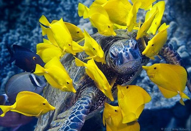 Turtle Getting Cleaned