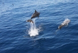 Dolphins