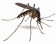 ModernMosquito's Avatar