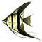 angelfish2