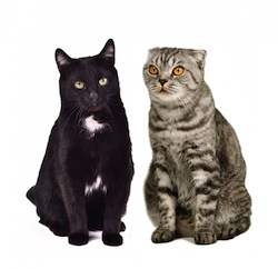 Two Cats's Profile Picture