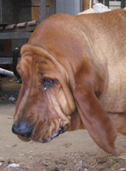 Bloodhound's Profile Picture