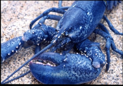 Lobster Fisher's Profile Picture