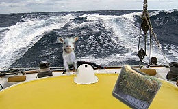 Click image for larger version

Name:	goatatsea.jpg
Views:	649
Size:	105.6 KB
ID:	10191