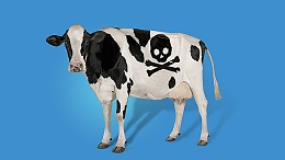 Click image for larger version

Name:	Pirate cow.jpg
Views:	117
Size:	214.4 KB
ID:	103524