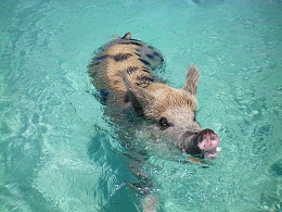 Click image for larger version

Name:	swimming pig close up.jpg
Views:	194
Size:	420.4 KB
ID:	105205