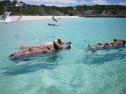 Click image for larger version

Name:	swimming pigs 2.jpg
Views:	782
Size:	421.0 KB
ID:	105206