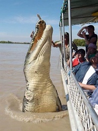 Click image for larger version

Name:	jumping croc.jpg
Views:	999
Size:	43.8 KB
ID:	105456