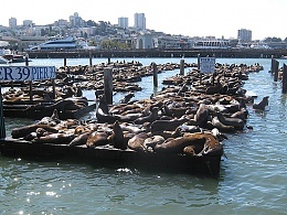 Click image for larger version

Name:	Pier 39 Sea Lions.jpg
Views:	714
Size:	118.6 KB
ID:	106304