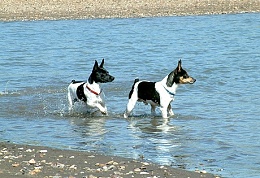 Click image for larger version

Name:	Rat Terrier.jpg
Views:	822
Size:	83.1 KB
ID:	108127