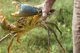 Click image for larger version

Name:	1280px-Mud_crab_1.jpg
Views:	315
Size:	201.6 KB
ID:	108447