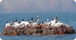 Click image for larger version

Name:	paracas-birds-guano.jpg
Views:	629
Size:	14.2 KB
ID:	109206