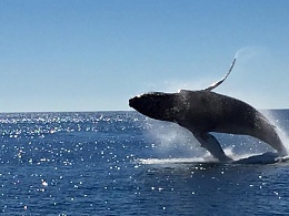 Click image for larger version

Name:	whale2.jpg
Views:	529
Size:	54.5 KB
ID:	110060