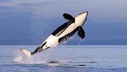 Click image for larger version

Name:	Orca bottom.jpg
Views:	190
Size:	5.8 KB
ID:	110619