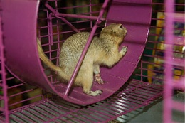 Click image for larger version

Name:	squirrelcagewheel.jpg
Views:	98
Size:	28.8 KB
ID:	111955