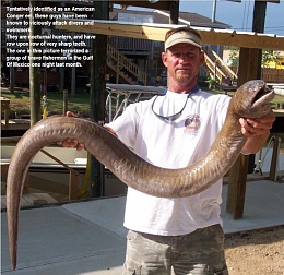 Click image for larger version

Name:	Big bad eel.jpg
Views:	354
Size:	187.7 KB
ID:	112260