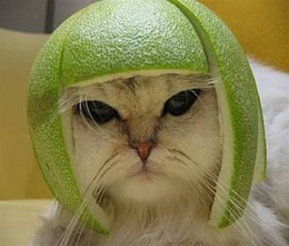 Click image for larger version

Name:	cat-hat-1.jpg
Views:	156
Size:	31.0 KB
ID:	114124