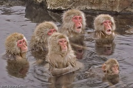 Click image for larger version

Name:	Hot tub monkeys.jpg
Views:	484
Size:	73.2 KB
ID:	115478