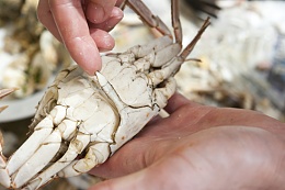 Click image for larger version

Name:	crab hand.jpg
Views:	219
Size:	163.1 KB
ID:	115729