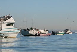 Click image for larger version

Name:	Richardson Bay 123115 32.jpg
Views:	139
Size:	365.1 KB
ID:	116532