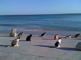 Click image for larger version

Name:	Salema-Cats.jpg
Views:	136
Size:	78.5 KB
ID:	119696