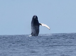 Click image for larger version

Name:	Humpback2.jpg
Views:	620
Size:	50.4 KB
ID:	121843