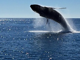 Click image for larger version

Name:	whale1.jpg
Views:	540
Size:	78.7 KB
ID:	121844