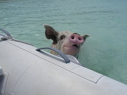 Click image for larger version

Name:	Pig @ sea.JPG
Views:	493
Size:	391.1 KB
ID:	12615