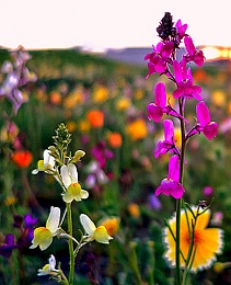 Click image for larger version

Name:	wildflowers2.jpg
Views:	699
Size:	84.7 KB
ID:	126664