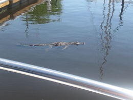 Click image for larger version

Name:	gator 005a.jpg
Views:	403
Size:	403.6 KB
ID:	12836