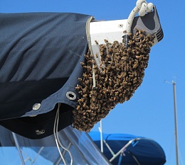 Click image for larger version

Name:	Bee Swarm 1s.jpg
Views:	751
Size:	423.6 KB
ID:	131676